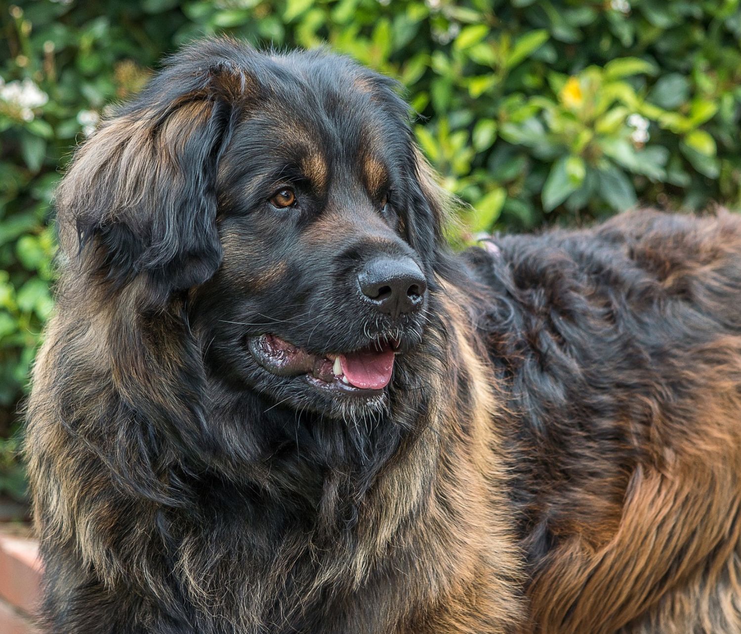 Un leonberger all'aperto