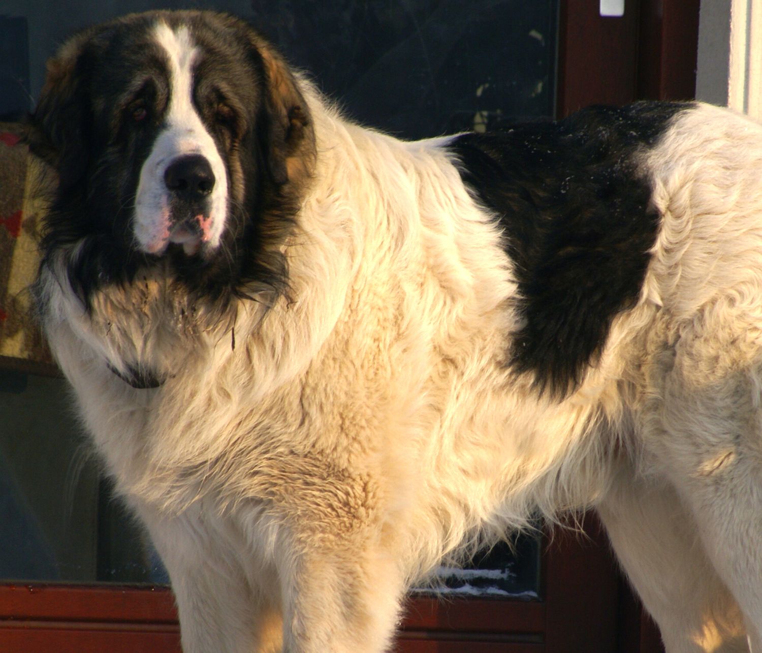 Mastino dei Pirenei baciato dal sole