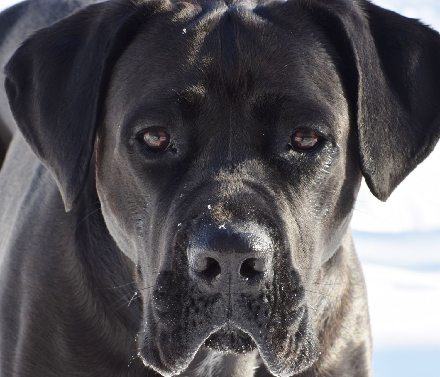 Un mastino inglese nero