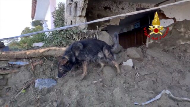 Cani rimasti senza proprietari a Casamicciola si aggirano tra rovine e fango