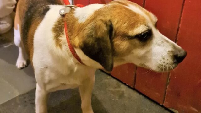 Cani rubati si sono riuniti al proprietario dopo tre anni