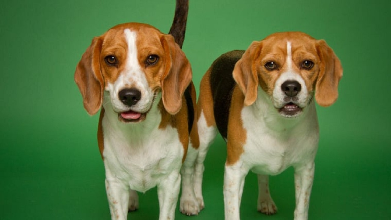 Due cani di razza Beagle pura