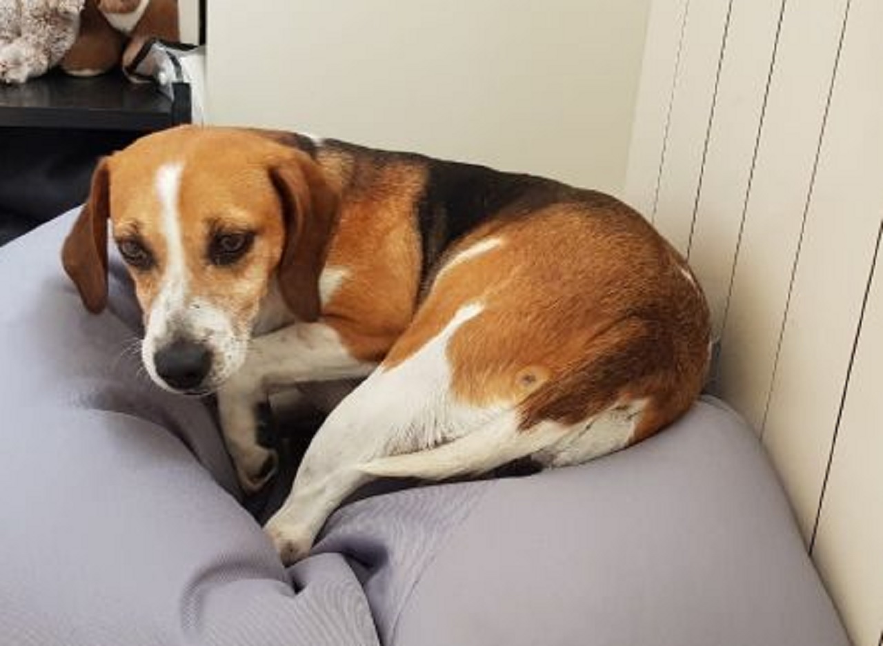 Cane Beagle sdraiato sul divano