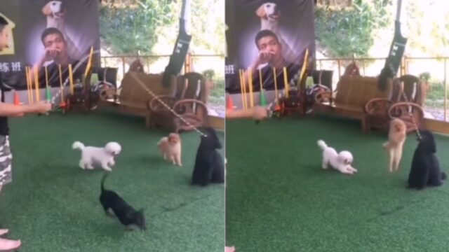 I cagnolini si divertono ad una festa tra amici e giocano a saltare la corda (VIDEO)