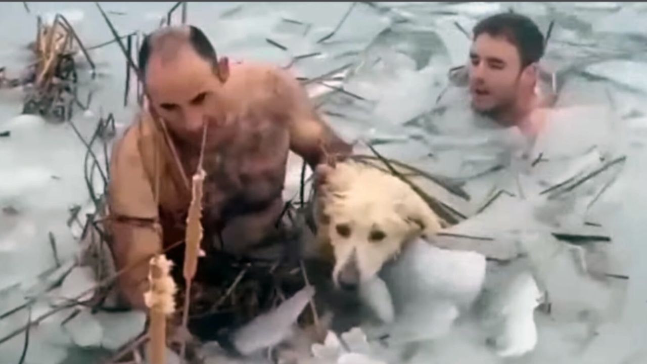 cani salvati da lago ghiacciato