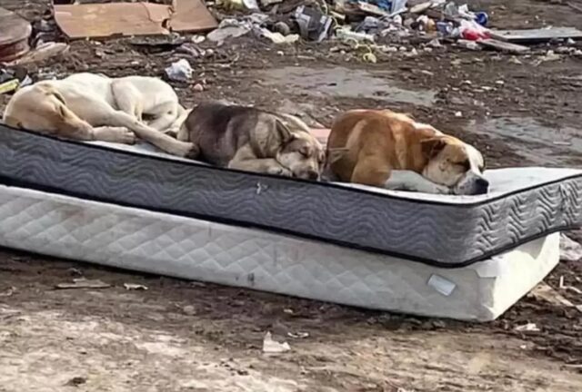 tre cuccioli abbandonati in discarica