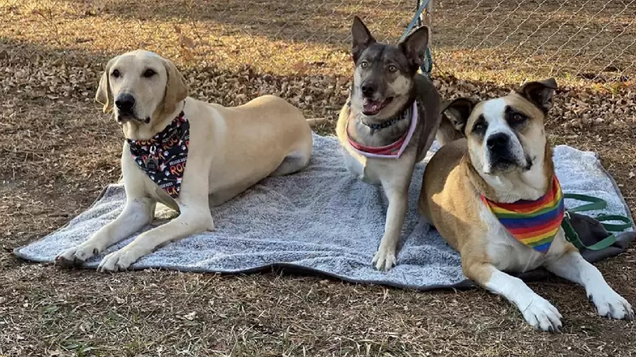 tre cani sdraiati per terra