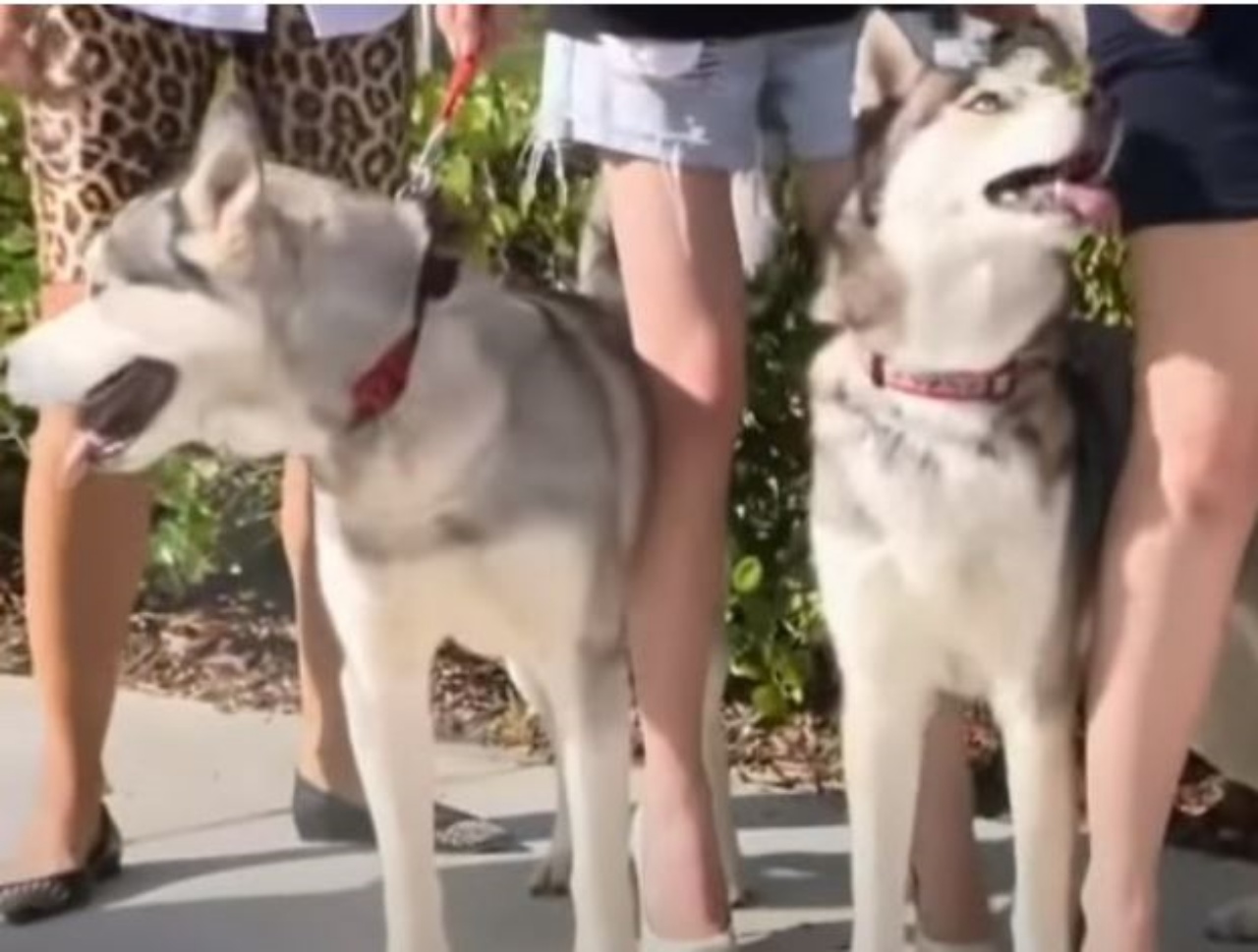 due husky tenuti al guinzaglio