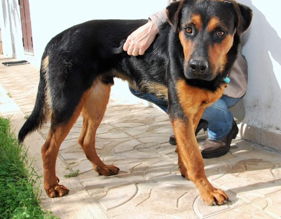 cagnolino collare azzurro