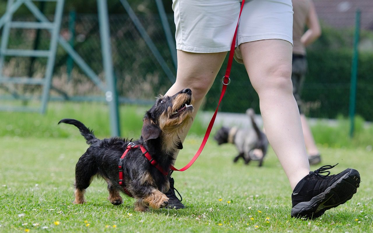 cane che passeggia al guinzaglio