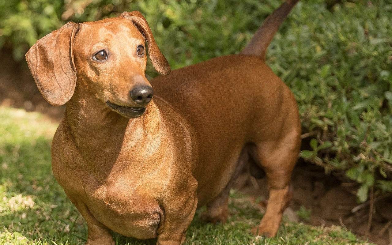 cagnolino marrone chiaro