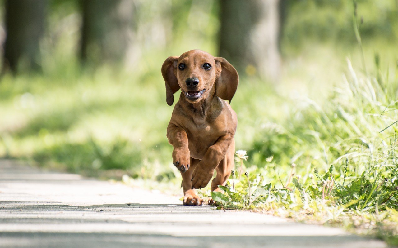 cagnolino che corre tra gli alberi