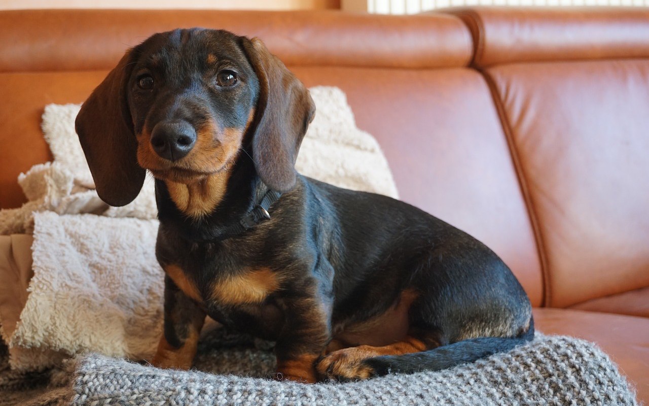 cagnolino accucciato sul divano