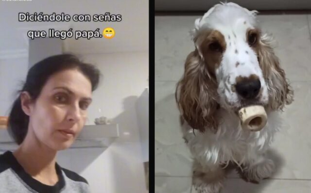 La cucciola sorda reagisce al linguaggio dei segni e diventa una vera star su TikTok