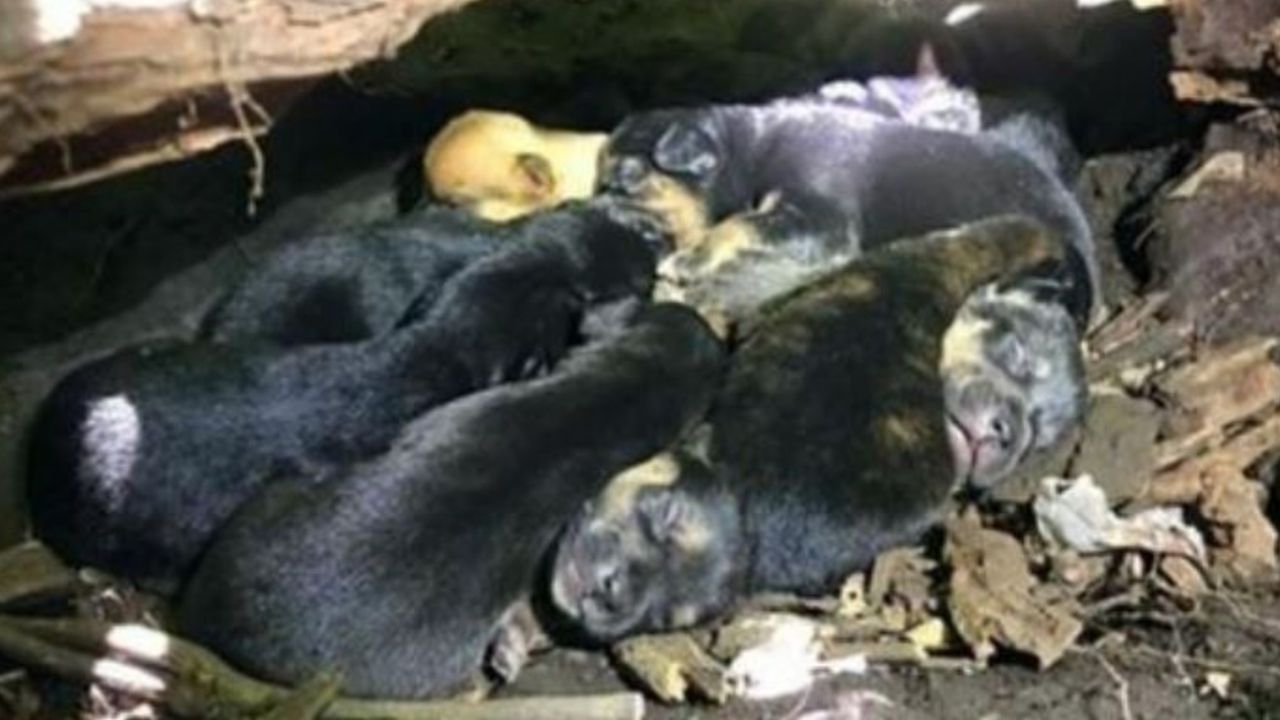 Cuccioli di cane nascosti in una tana