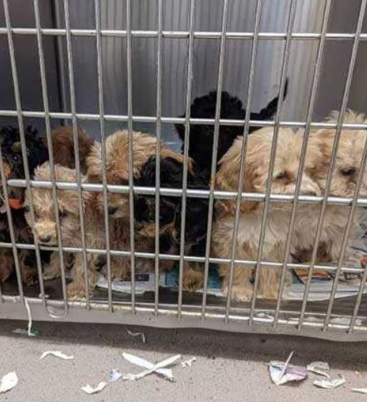 Cuccioli di cane all'interno di una gabbietta