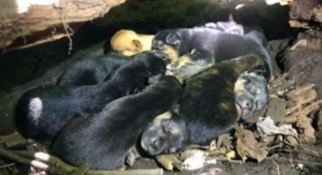 Nonostante la sua zampa rotta, la cagnolina ha portato tutti e 13 i suoi cuccioli in un nascondiglio sicuro