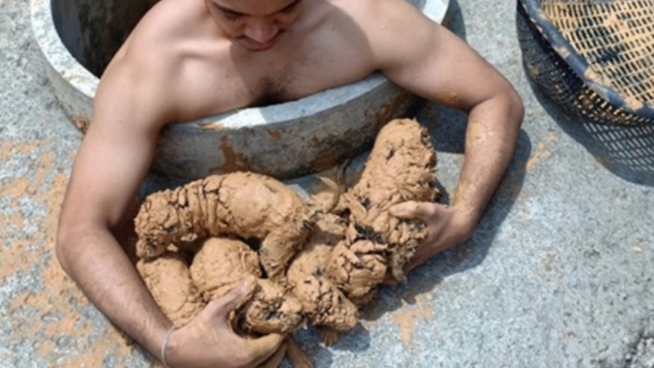 cuccioli di cane coperti di fango