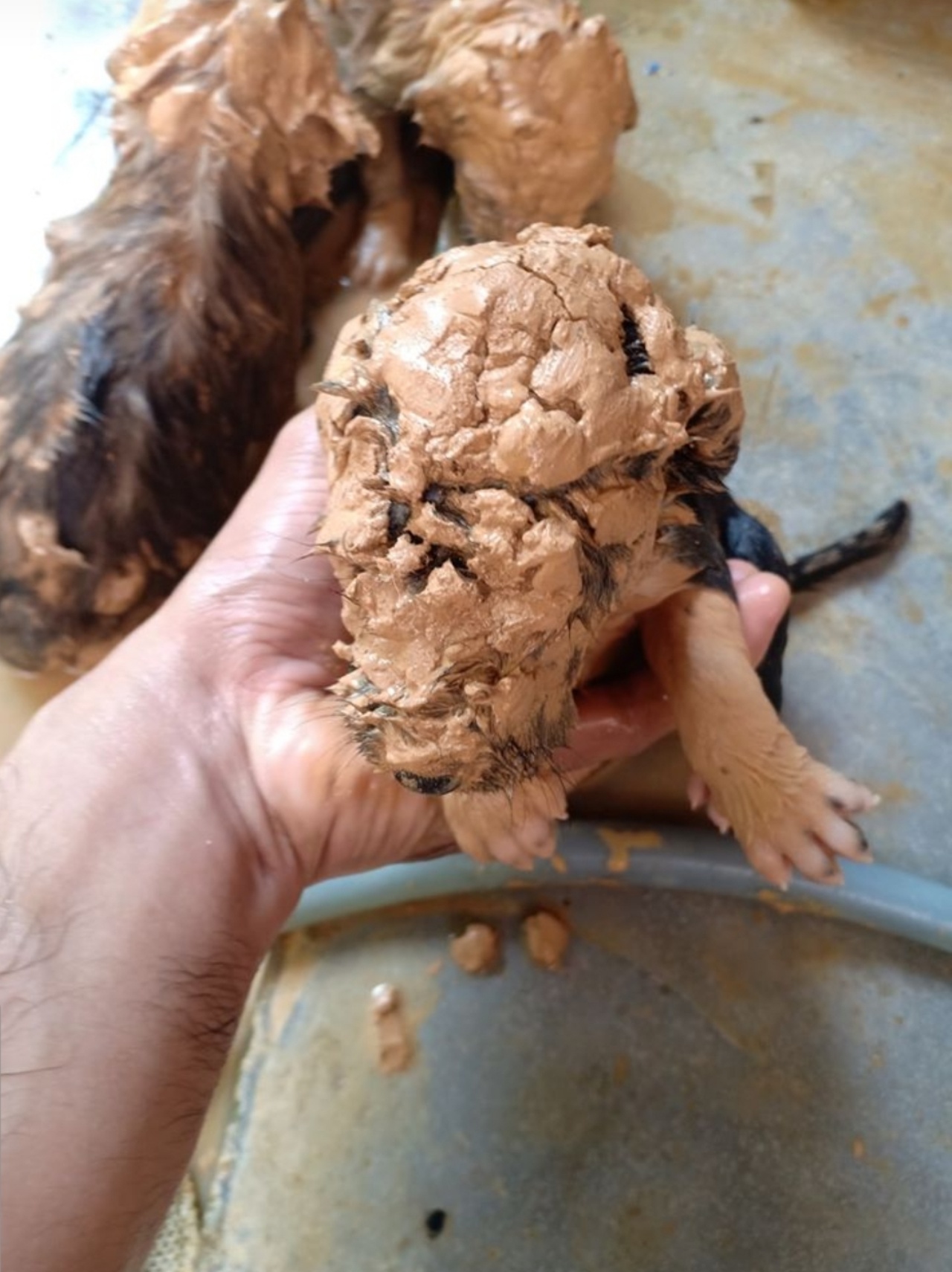 cuccioli di cane che stavano morendo