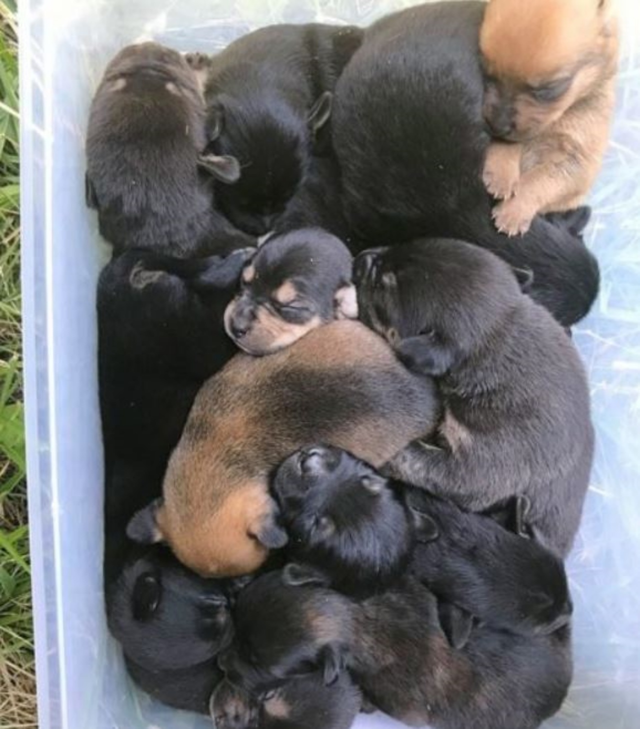 dei piccoli cuccioli di cane dentro ad un contenitore 