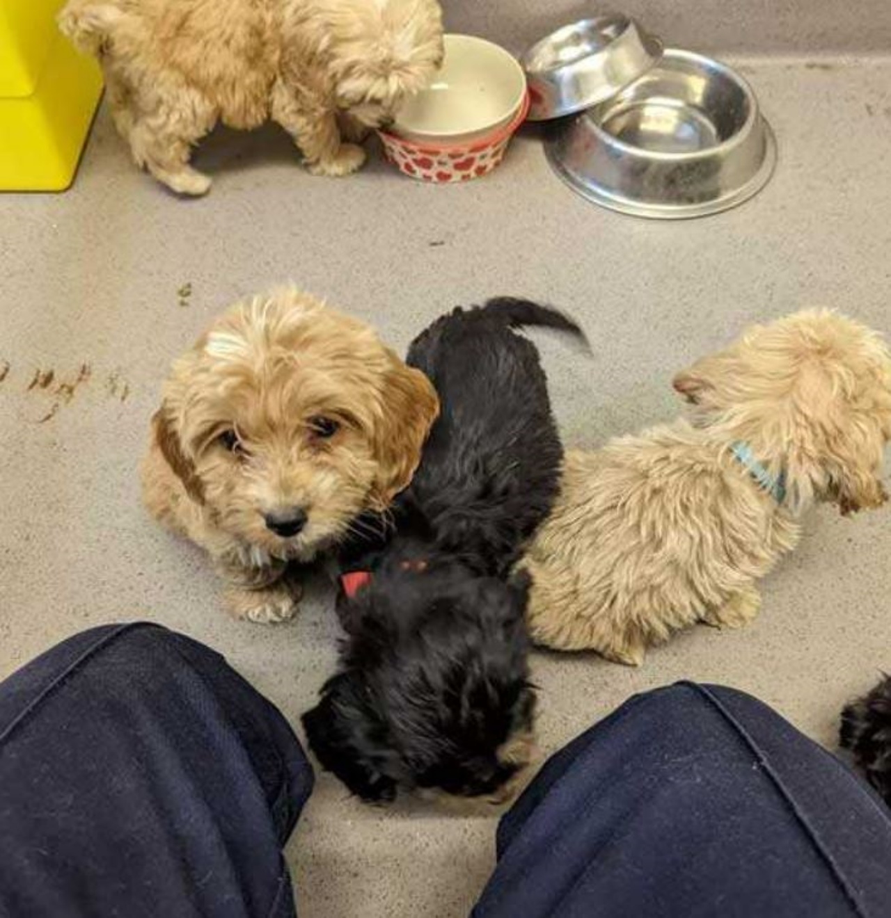 Dei cagnolini molto piccoli in un rifugio