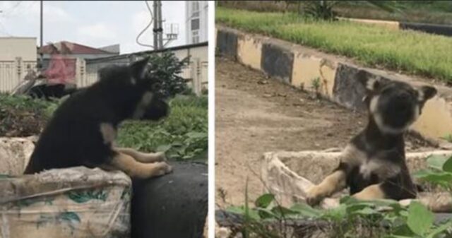 Il cucciolo di cane gettato nella spazzatura grida aiuto abbaiando e cercando di tirarsi fuori
