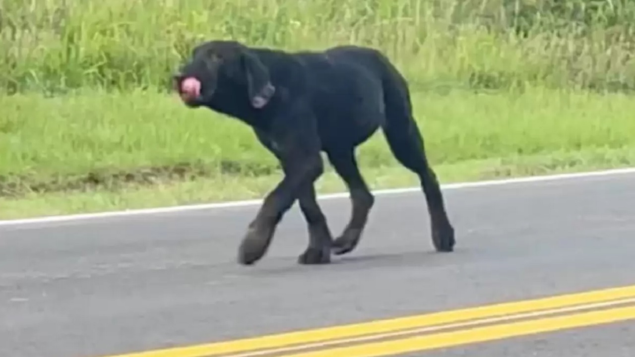 Cane salvato dalla strada