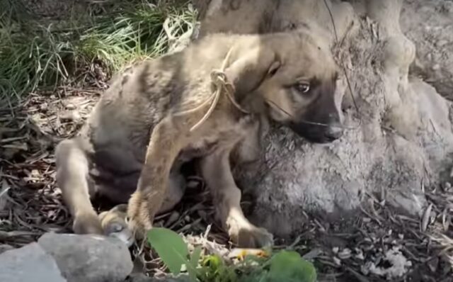Cucciolo colpito da piccoli proiettili e legato con un filo metallico