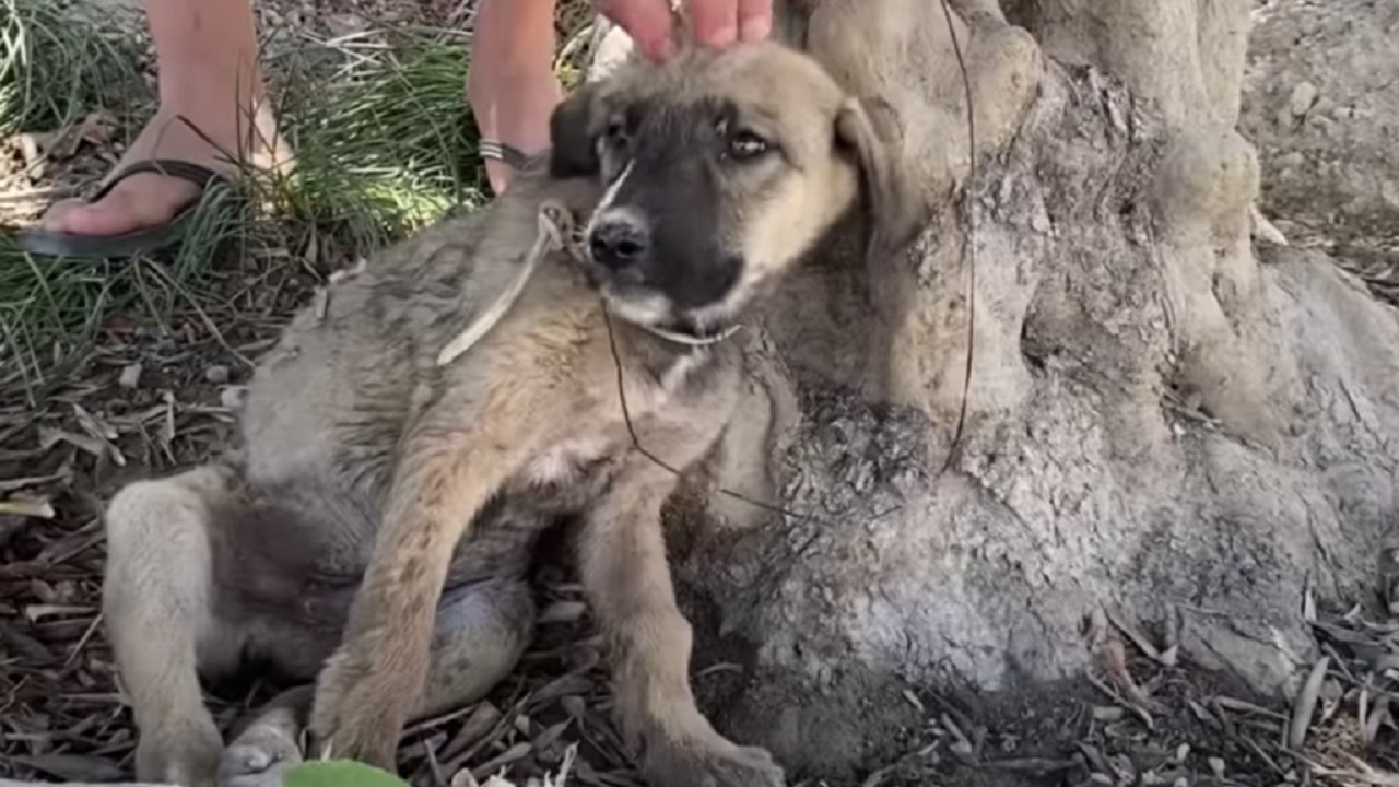 cane colpito dai proiettili