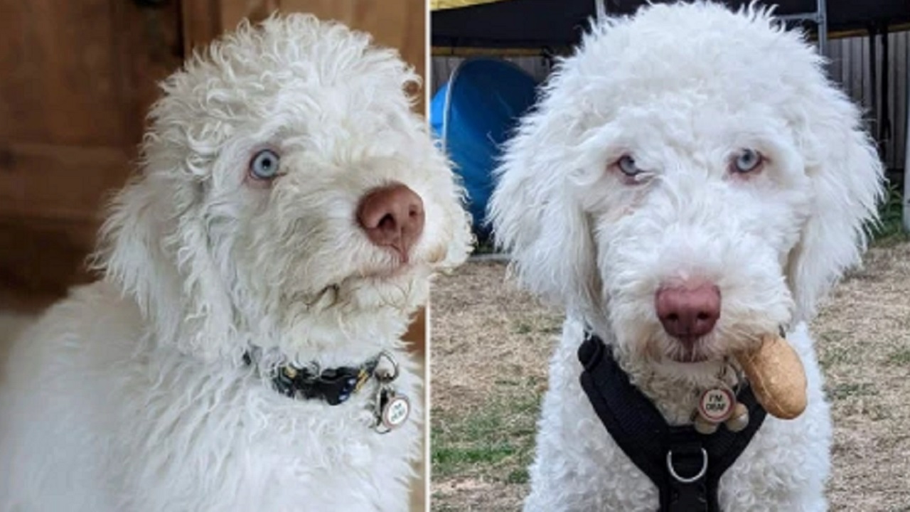 Cucciolo di cane di pochi mesi