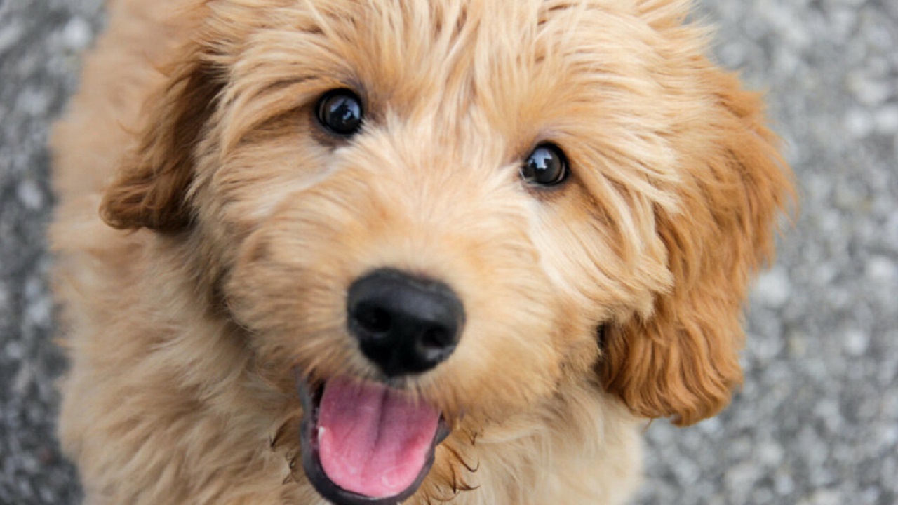 Cane di razza Goldendoodle