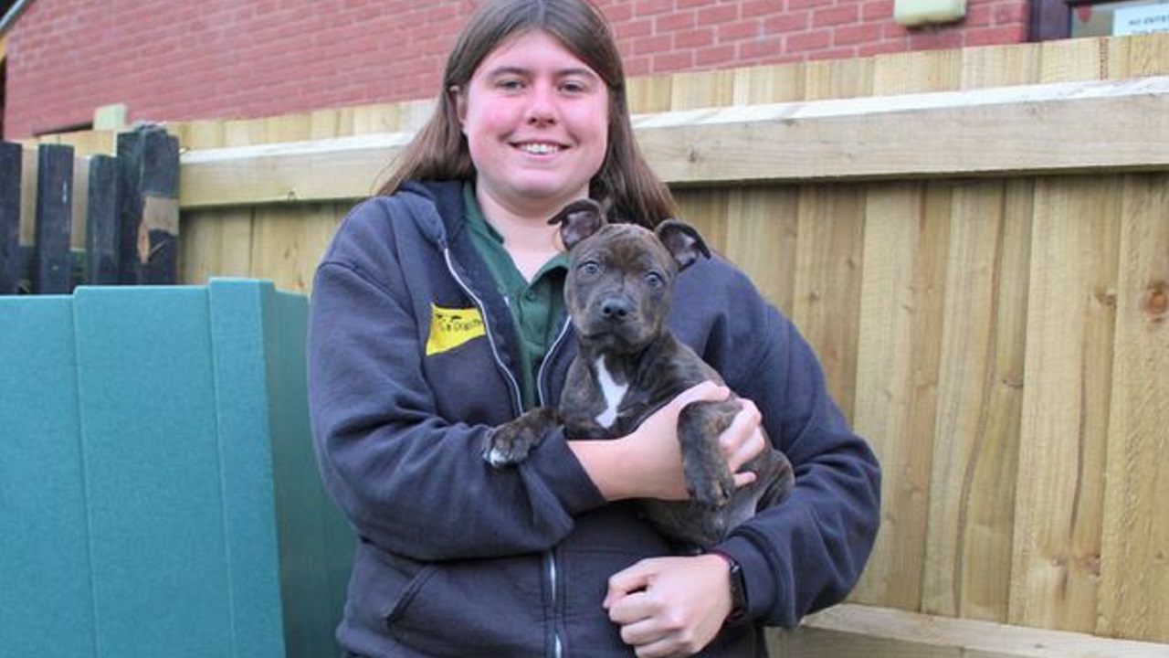 Cucciolo di Staffordshire Bull Terrier in braccio a una ragazza