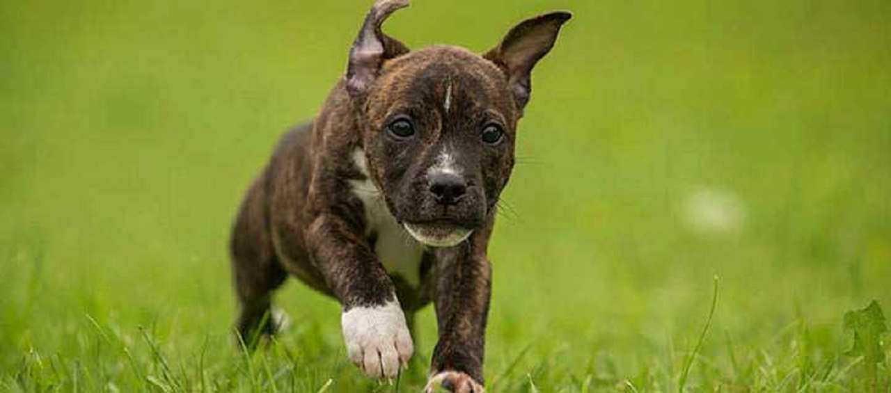 Razza di cani Cucciolo di Staffordshire Bull Terrier