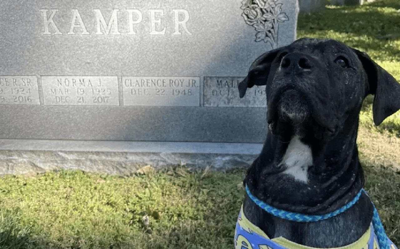 Cane davanti a una lapide