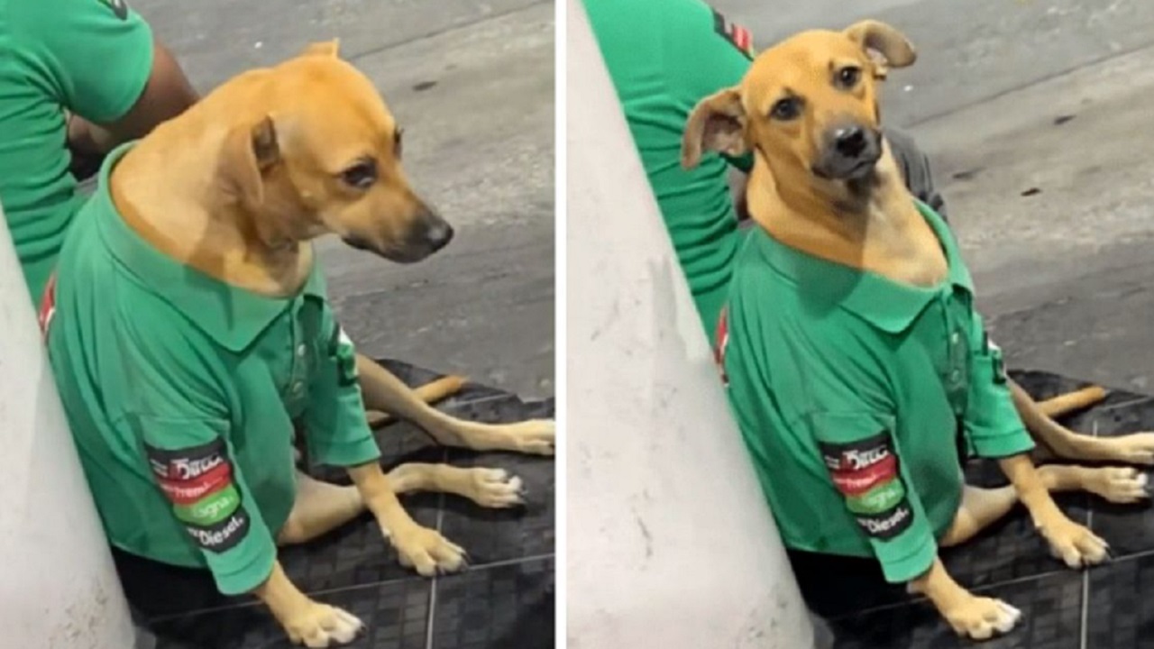 Cane in divisa adottato alla stazione di servizio