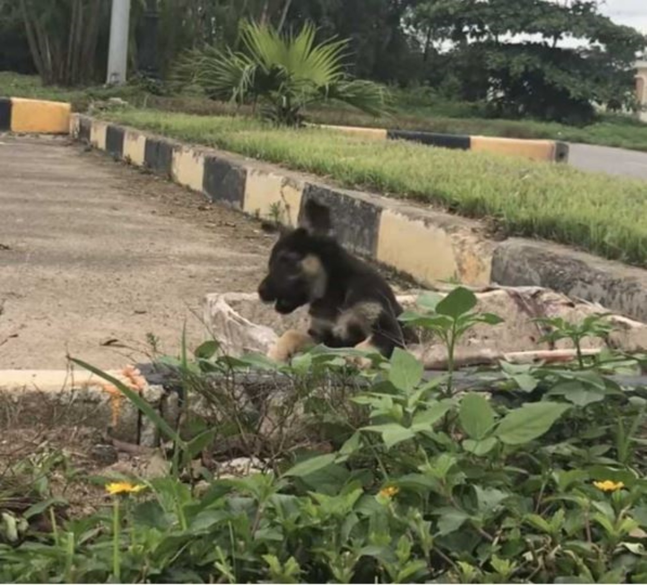 Un cane che cerca di liberarsi