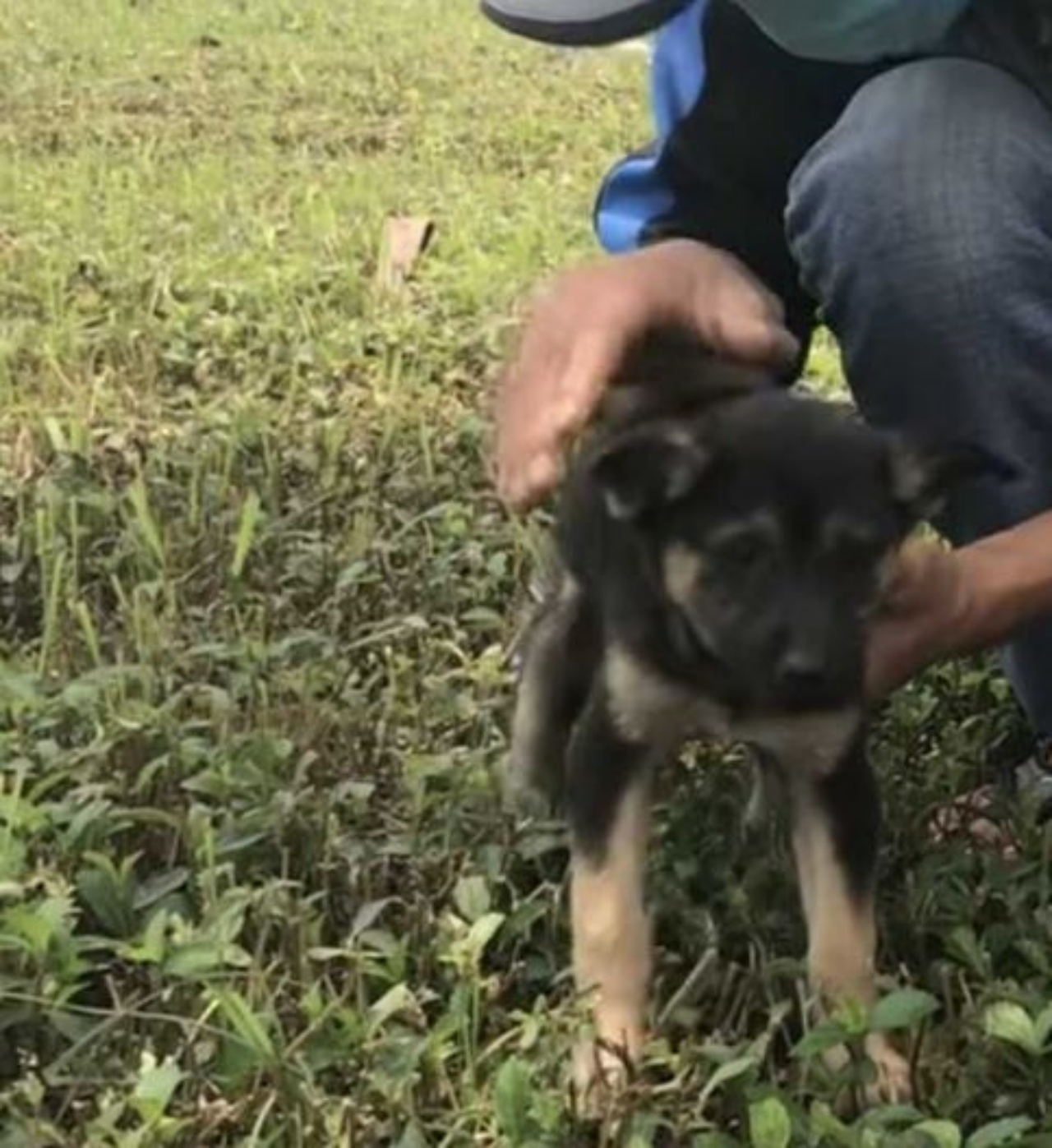 Un cucciolo che cerca di stare in piedi