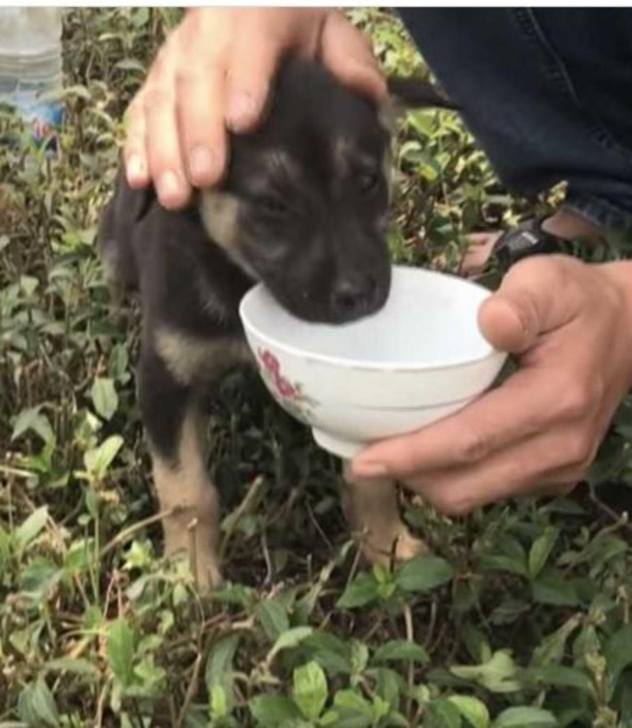 un cucciolo che beve dell'acqua