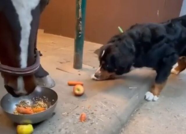 Il cucciolone vuole mangiare una mela ma c’è un cavallo che sta mangiando proprio lì vicino (VIDEO)