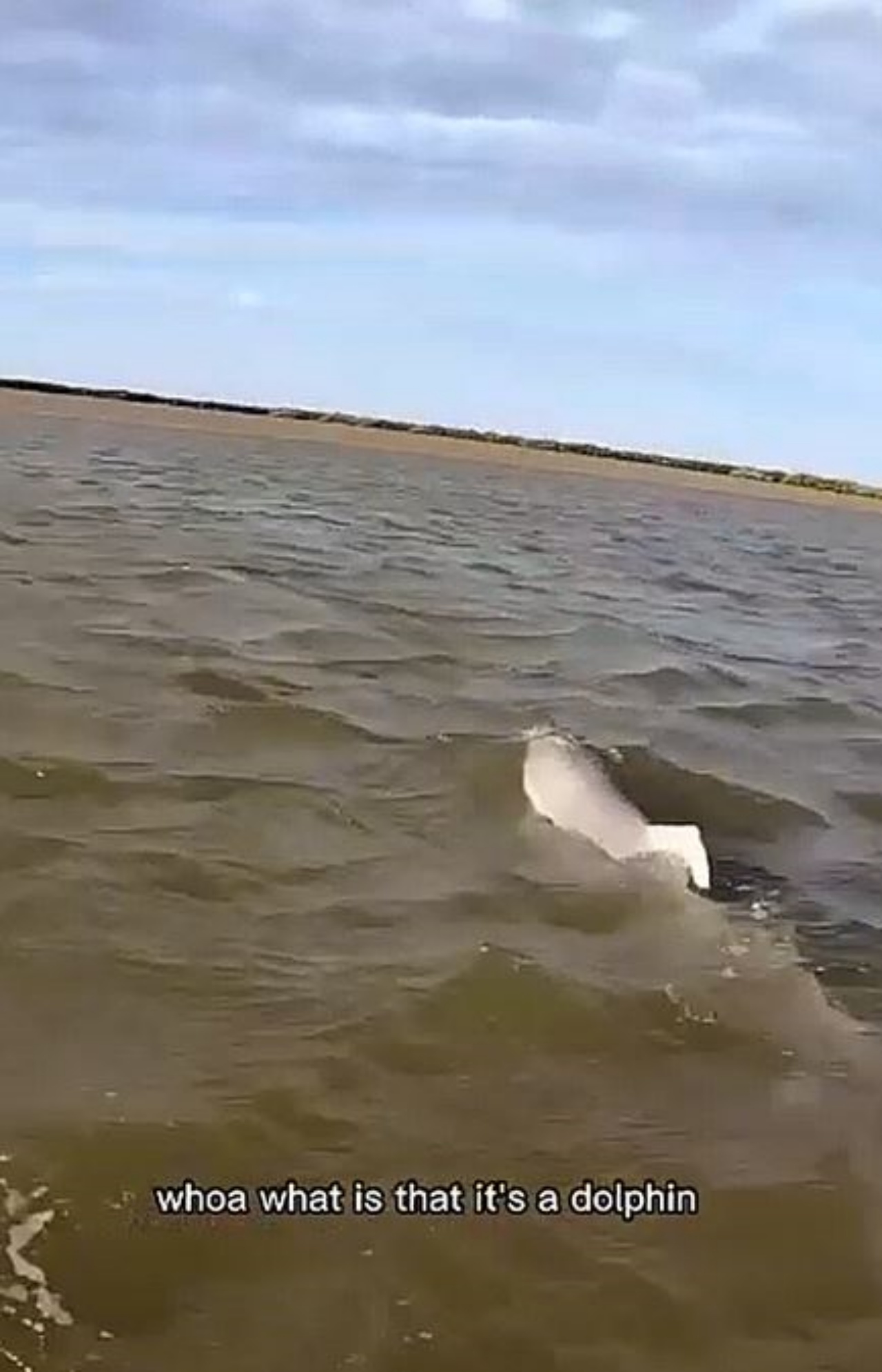 un delfino che nuota in mare