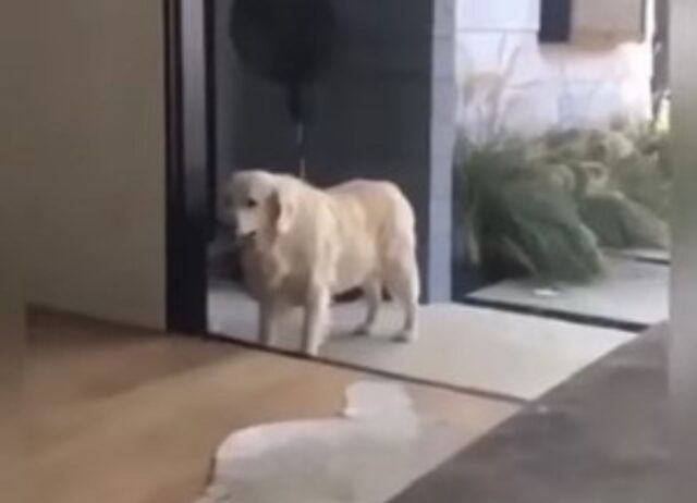 Il dolce cagnolone pensa che la porta di vetro sia chiusa e rimane immobile davanti all’ingresso (VIDEO)