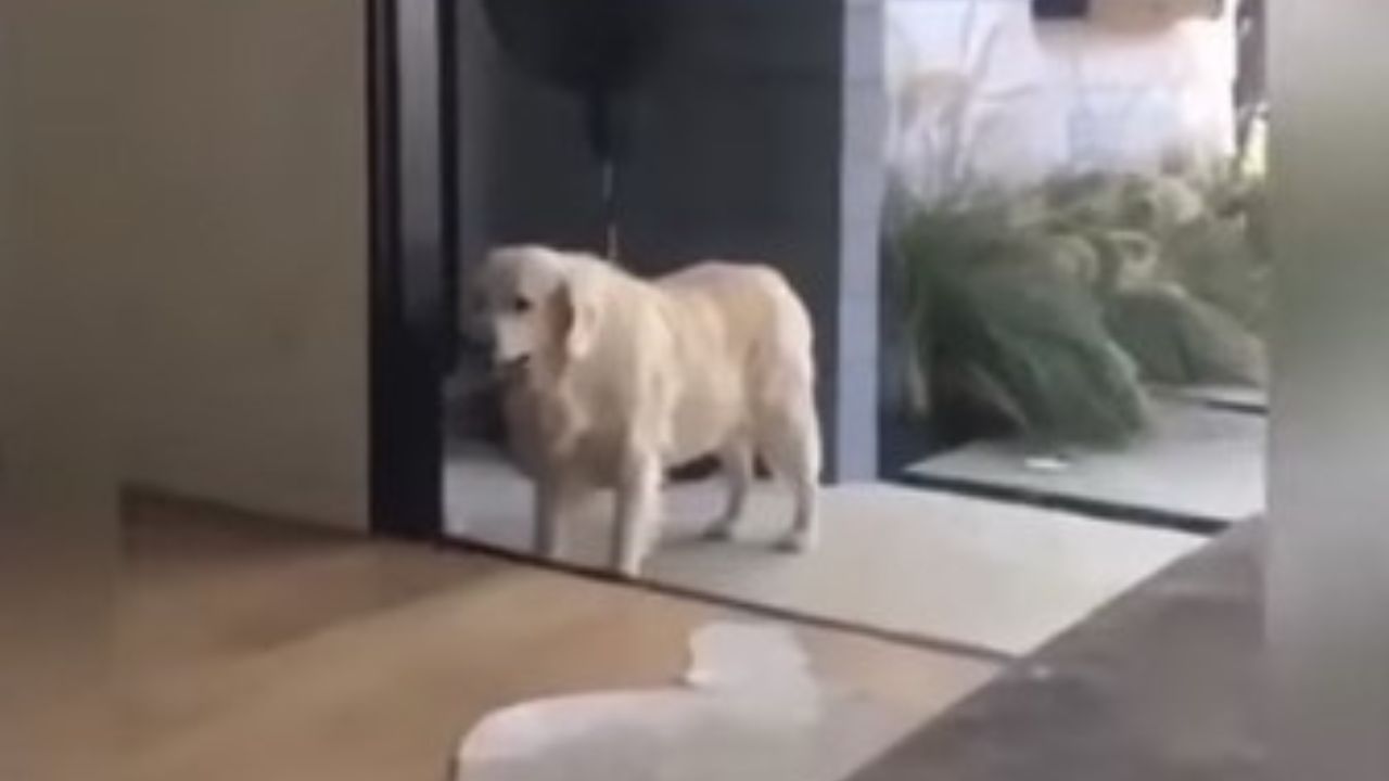 cane davanti alla porta