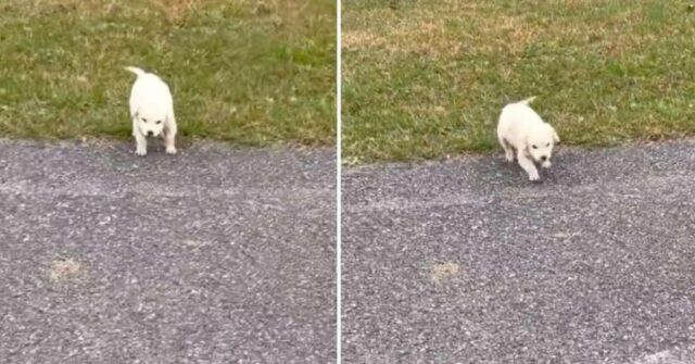 La donna vede quello che gli sembrava un “animale di pezza” sul ciglio della strada. Poi si sorprende