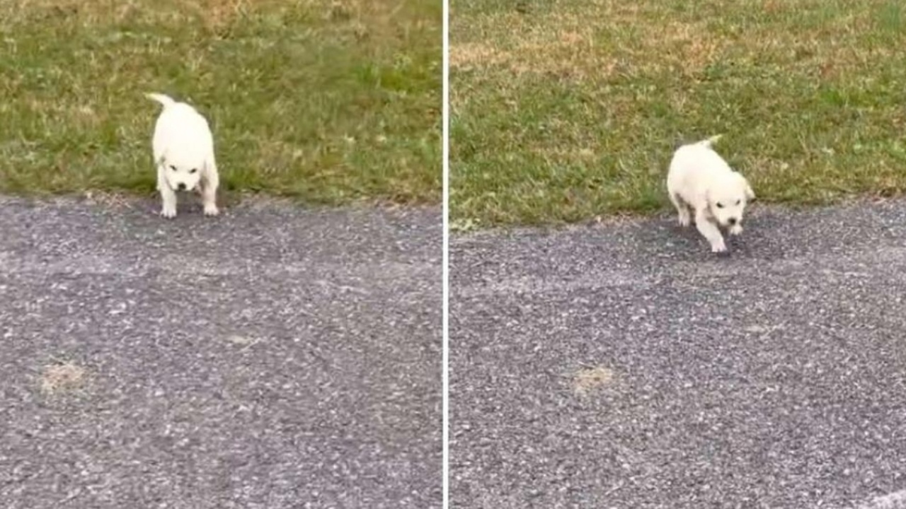 donna porta a casa un cagnolino