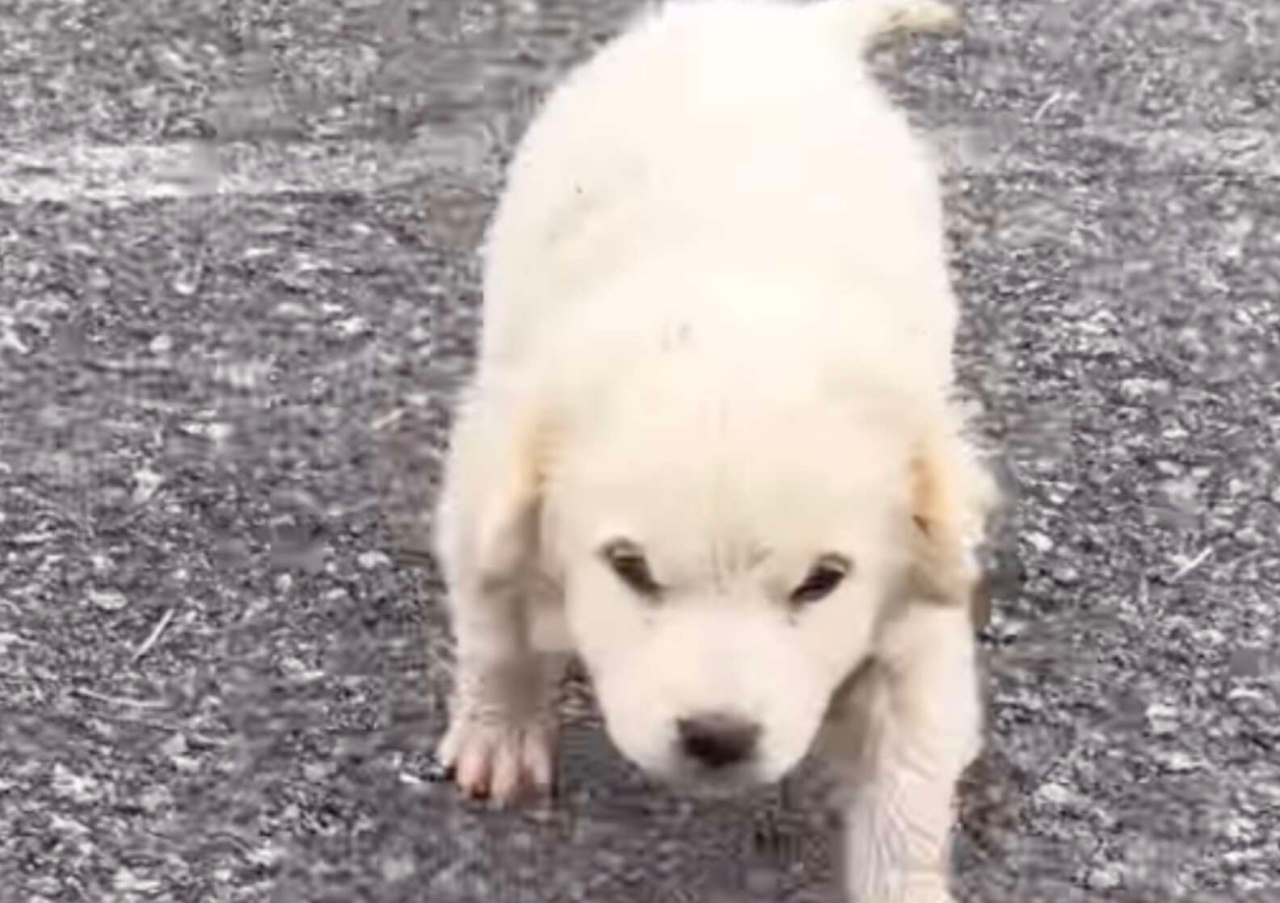 donna salva un tenero cucciolo