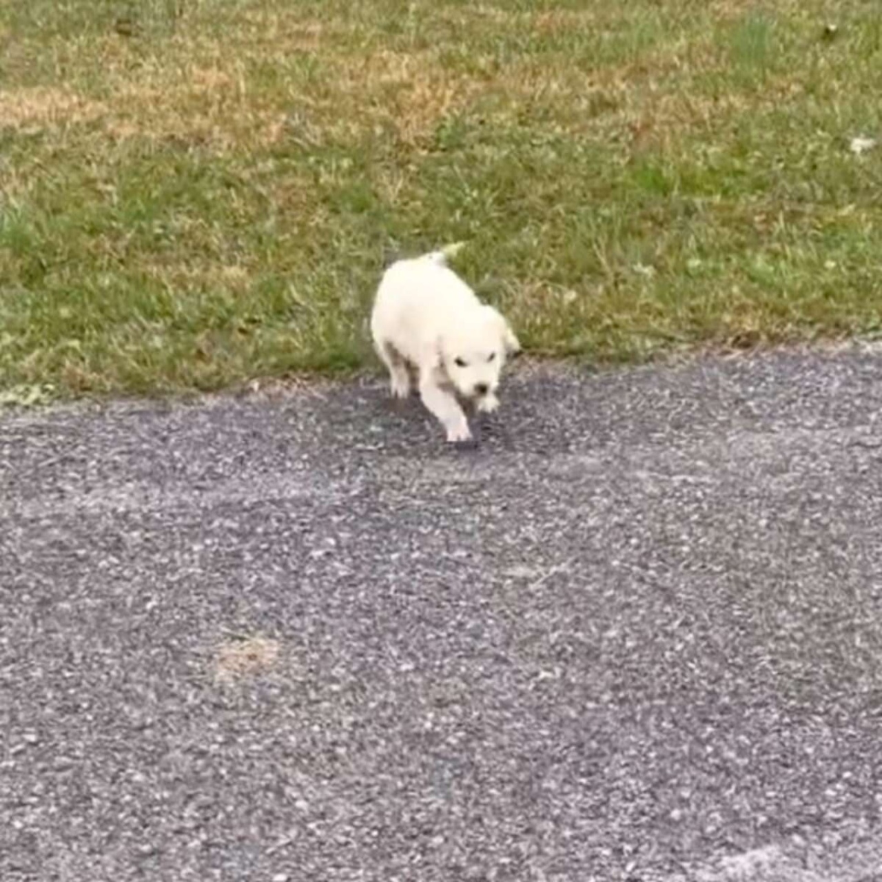 donna scatta una foto al cagnolino bianco