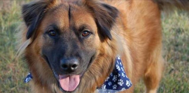 Donna guarita dal cancro rivede il suo cane: il video è commovente