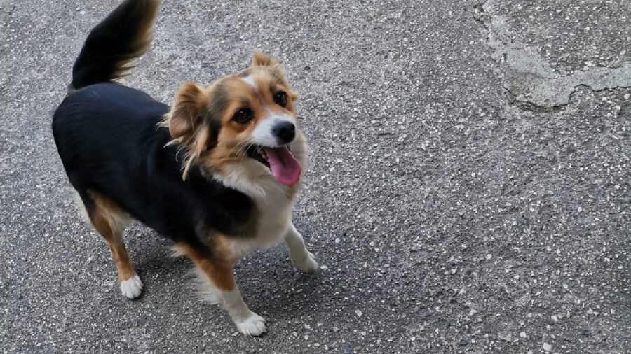 cagnolina contenta sorriso