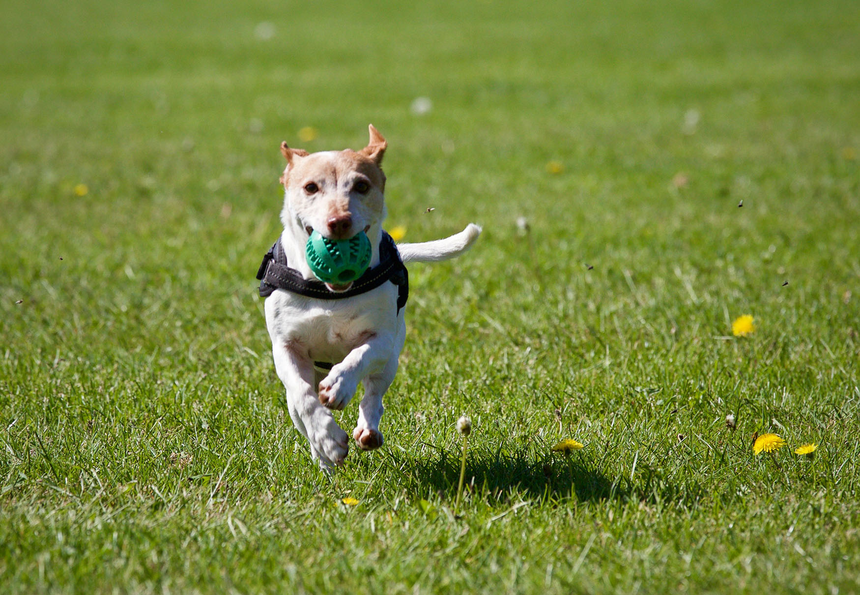 cane corre con la pallina 