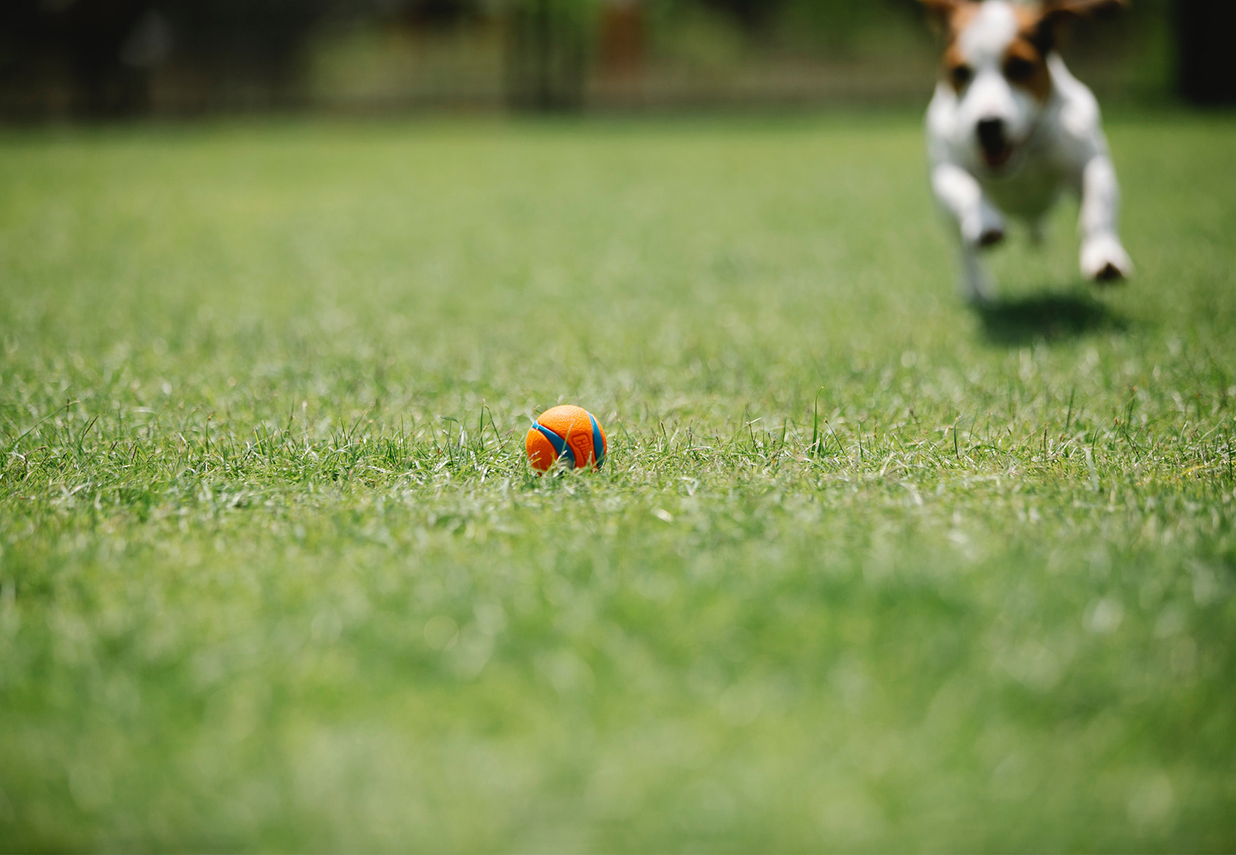 cane corre per acchiappare palla su prato